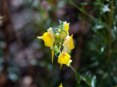 Dalmatian Toadflax