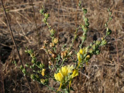Dalmatian toadflax