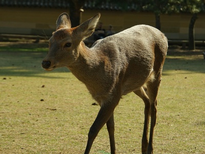 Dama gazelle