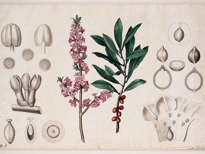 Daphne Spurge