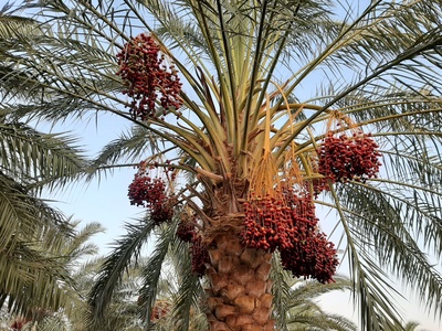 Date palm