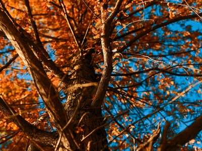 Dawn redwood