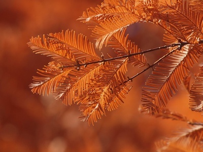 Dawn redwood