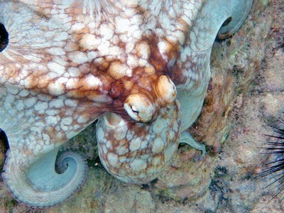 Day Octopus