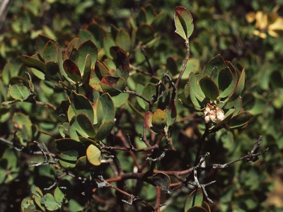 Del Mar Manzanita