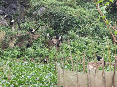 Delacour's langur
