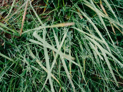 Delicate Panicgrass