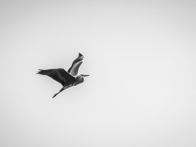 Demoiselle Crane
