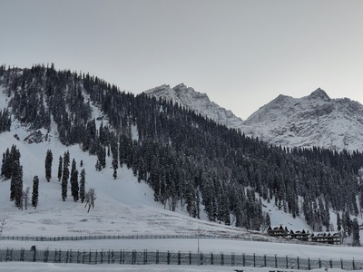 Deodar Cedar