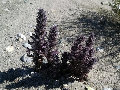 Desert broomrape