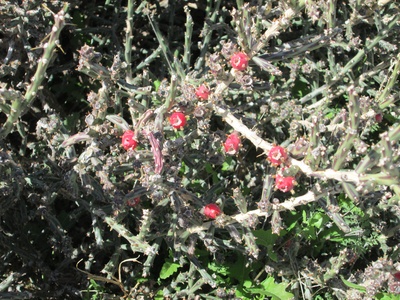 Desert Christmas Cactus