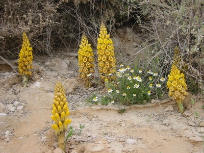 Desert cistanche