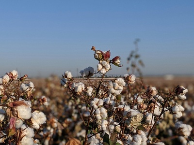 Desert cotton
