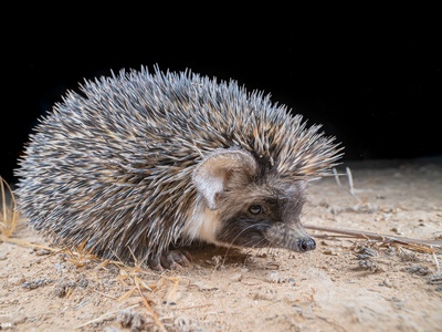Desert Hedgehog