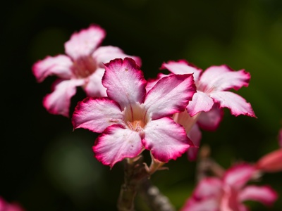 Desert Rose