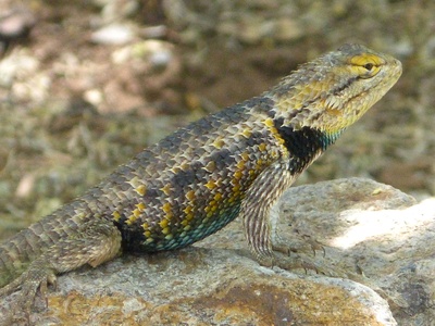 Desert Spiny Lizard