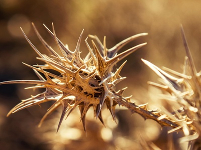 Desert thorn