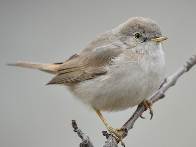 Desert Warbler