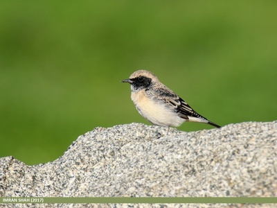 Desert Wheatear