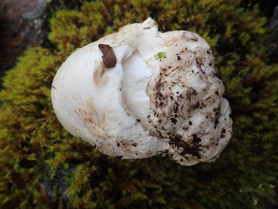 Destroying Angel