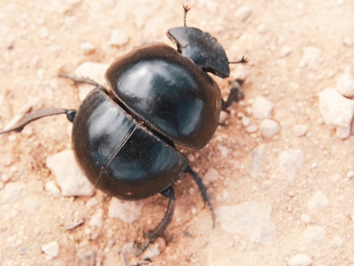 Detritivorous beetles
