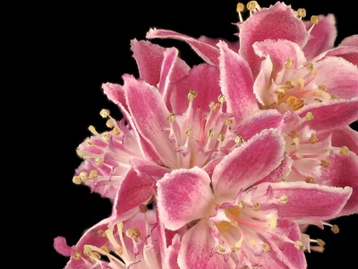 Deutzia