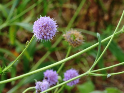 Devil's-bit scabious