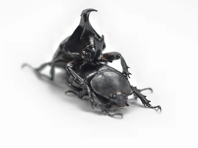 Devil's Coach Horse Beetle