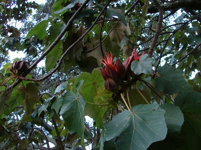 Devil's Hand Tree