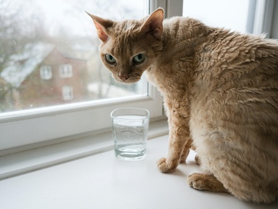 Devon Rex