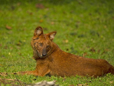 Dhole