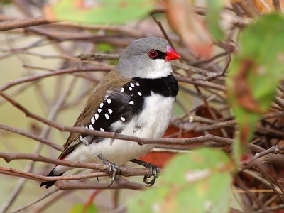 Diamond Firetail
