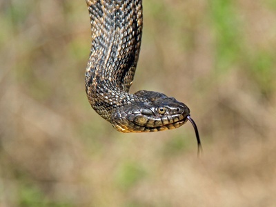 Diamondback Water Snake