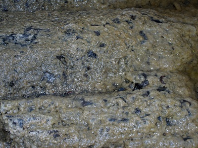 Didymo (Rock Snot)