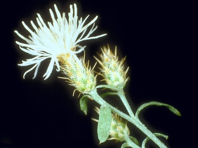 Diffuse knapweed