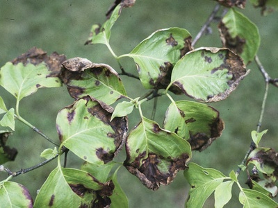 Dogwood Anthracnose