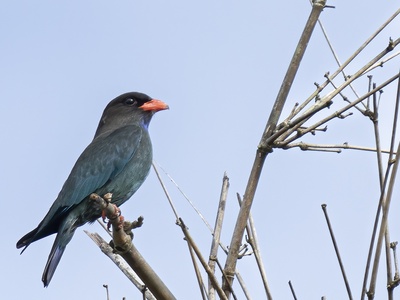 Dollarbird