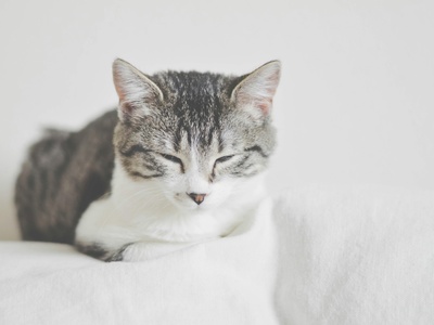 Domestic cat