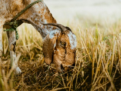 Domestic goat