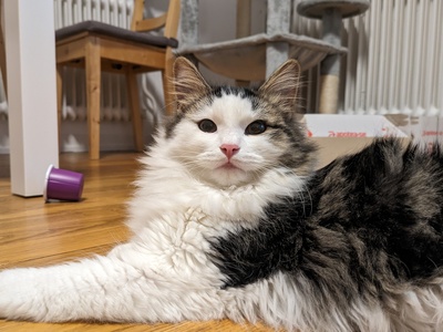 Domestic Longhair