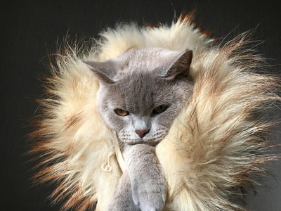 Domestic Shorthair