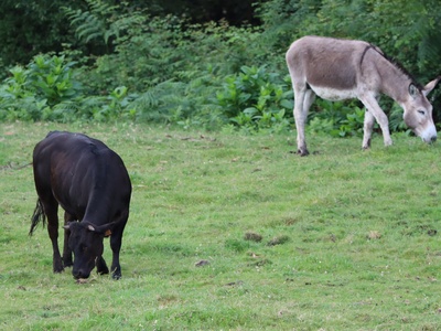 Donkey