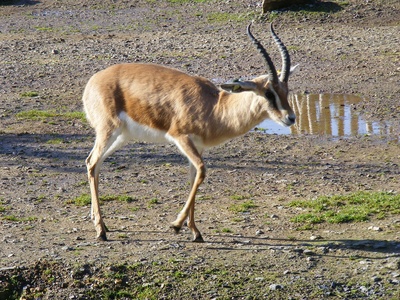 Dorcas Gazelle