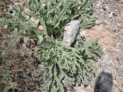 Dorema