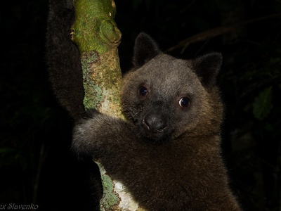 Doria's Tree-kangaroo