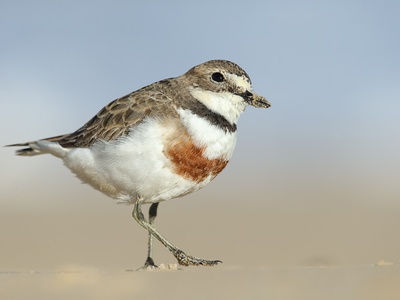 Double-banded Plover