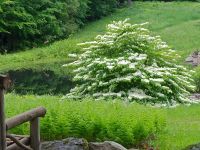 Doublefile Viburnum