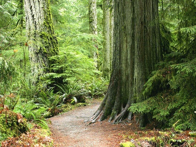 Douglas-fir