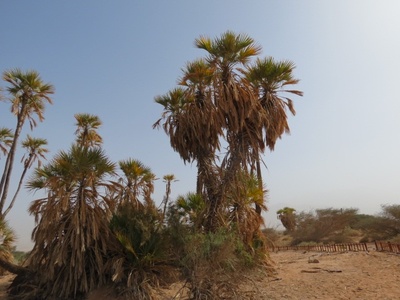 Doum Palm
