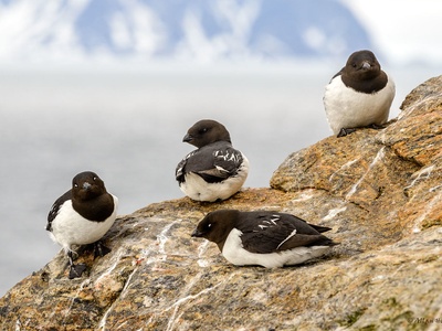 Dovekie